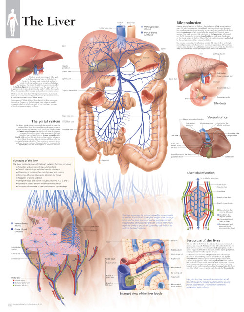 Liver Anatomical Chart
