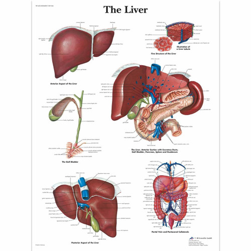 Liver Anatomical Poster
