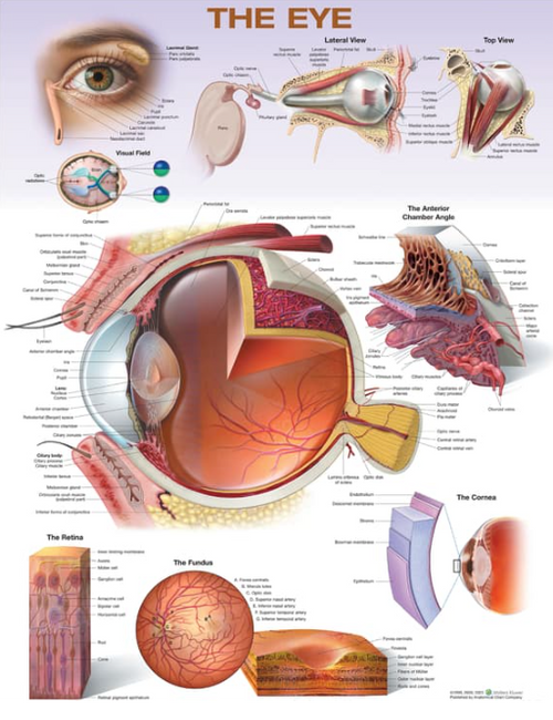 Eye Anatomy Chart