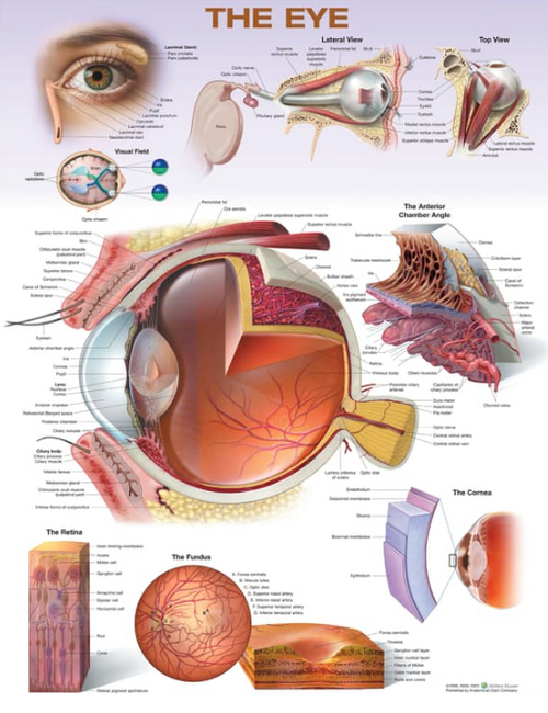 Eye Anatomy Chart
