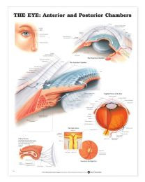 Eye Poster