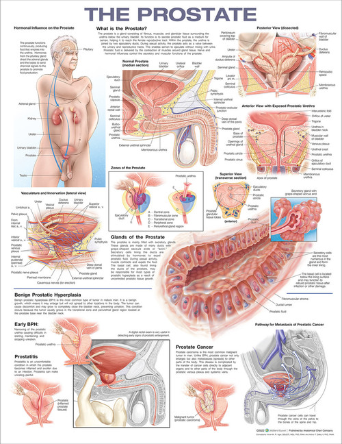Prostate Anatomical Chart