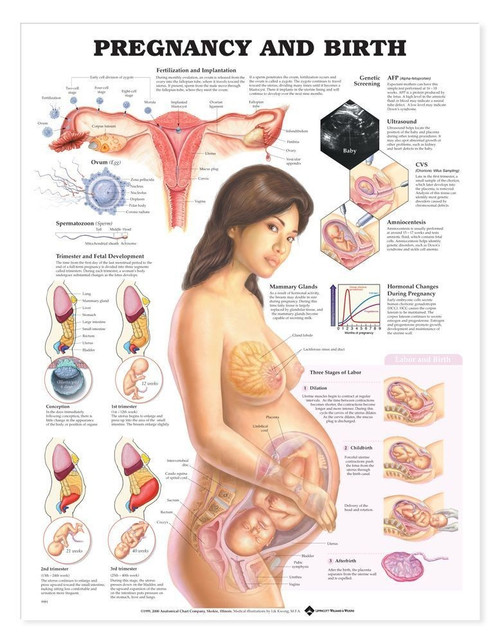 Pregnancy and Birth Anatomy Chart Pregnancy and Birth Anatomy Chart
