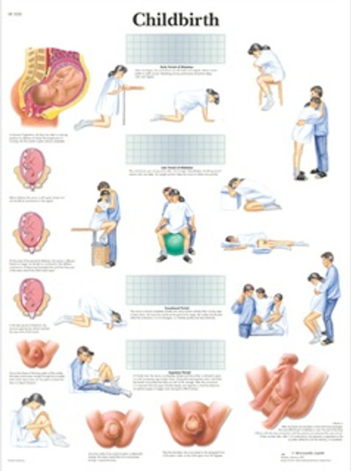 Childbirth Anatomy Chart