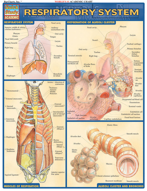 Respiratory System Anatomy Chart