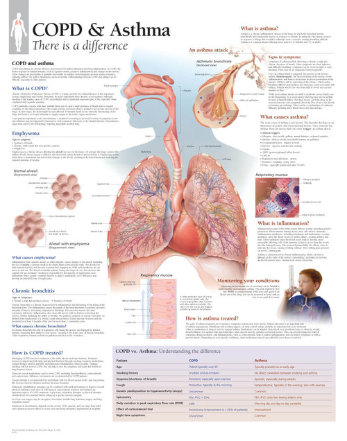 Asthma / COPD Anatomical Chart