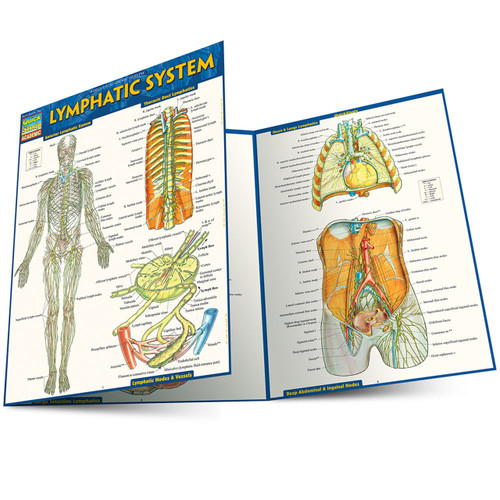 Lymphatic System Anatomy Chart