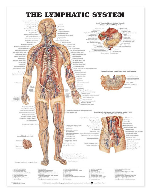 Lymphatic System Anatomical Chart-2 Lymphatic System Anatomical Chart-2