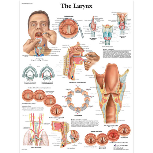 Larynx Poster Larynx Poster