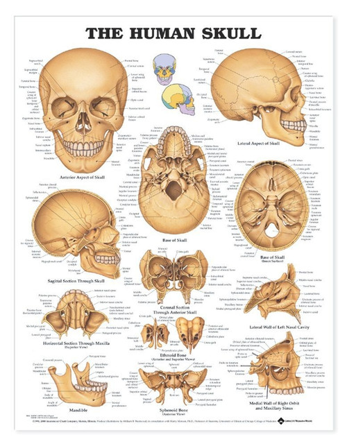 Human Skull Anatomical Chart Clinical Charts And Supplies
