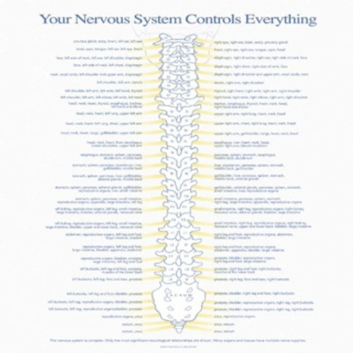 Nerve Insert Nerve Insert