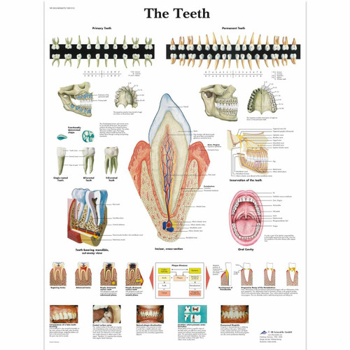 Teeth Anatomical Chart