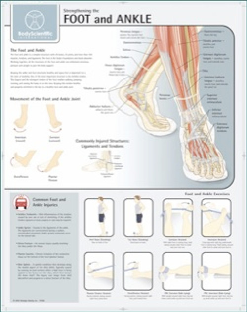 Foot and Ankle Stengthening Exercise Chart
