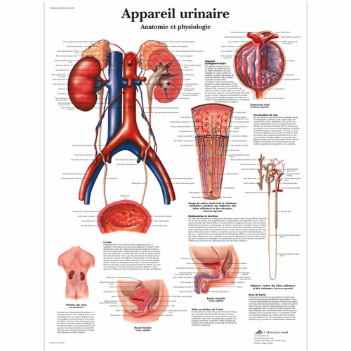 Appareil urinaire, Anatomie et physiologie Chart Appareil urinaire, Anatomie et physiologie Chart