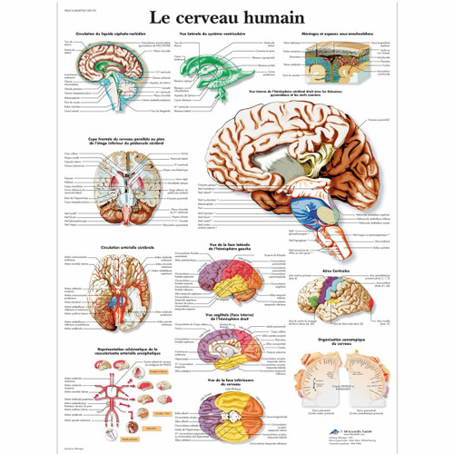 Le Cerveau Humain Chart Le Cerveau Humain Chart