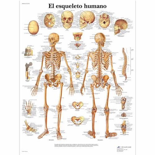 El esqueleto humano Chart El esqueleto humano Chart