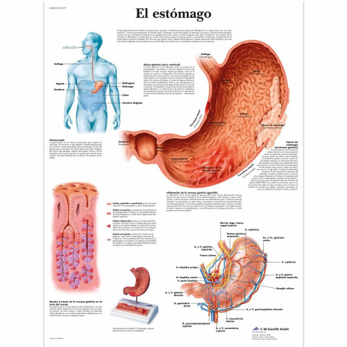 El estómago Chart 
