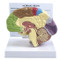 Sensory/ Motor Brain Model