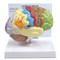 Sensory/ Motor Brain Model