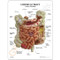 GI Tract Description Card