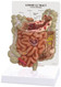 Lower GI Tract Anatomical Model