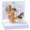 Ear Model