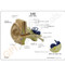 Ear Model Description Card