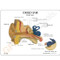 Ear Model Description Card