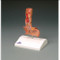 Esophagus Anatomical Model