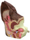 Canine Ear Model