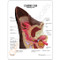 Canine Ear Model-Description card