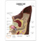 Canine Ear Model-Description card