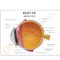  Eye Model Description Card