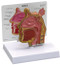 Sinus Anatomical Model