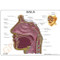 Sinus Anatomical Model Description Card