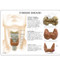 Thyroid Model Description Card