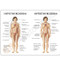 Thyroid Model Description Card