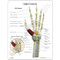 Carpal Tunnel Description Card