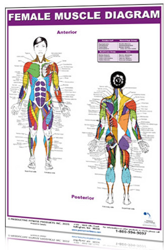 Body Muscles Chart Female