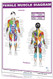 Female Muscle Diagram