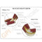 Elbow Anatomical Model Description Card