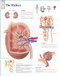 Kidney Anatomical Poster