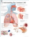 Common Cold Poster