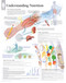 Nutrition Anatomy Poster