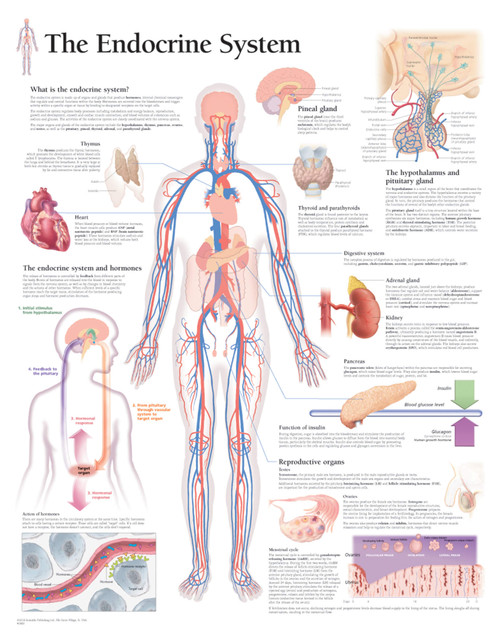 Endocrine System Poster Clinical Charts and Supplies