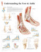 Foot and Ankle Anatomy Poster