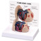 Feline Heart and  Lung Model 
