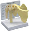 Shoulder Anatomical Model 