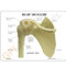 Shoulder Anatomical Model Description Card