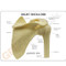 Shoulder Anatomical Model Description Card